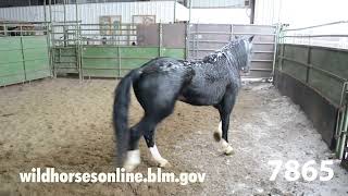 Wild Horse Adoption January 2023 [upl. by Monroy]