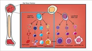 Leukemia  Overview [upl. by Darcee597]