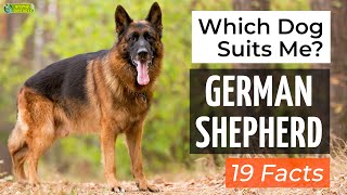 Is a German Shepherd the Right Dog Breed for Me 19 Facts About German Shepherd Dogs [upl. by Zeugirdor]