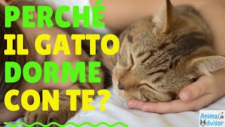 PERCHÉ IL GATTO DORME CON TE [upl. by Scheck]