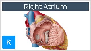 Right Atrium  Location Anatomy amp Function  Human Anatomy  Kenhub [upl. by Strickland]