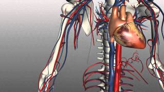 Veins of the body  PART 1  Anatomy Tutorial [upl. by Anivle]