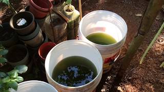 How to grow Green Water Algae [upl. by Fritts]