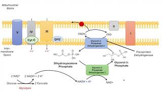 GlycerolPhosphate Shuttle  NADH Electron Transport Chain and ATP Yield [upl. by Gloria]