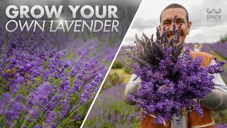 All you Need to Know about Growing Lavender [upl. by Stanleigh832]