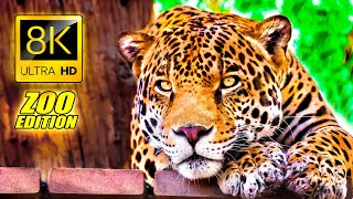 Visit to the Zoo in 8K ULTRA HD  An Amazing Zoo Trip [upl. by Harac]