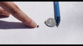 How to tell the difference between ticks [upl. by Paschasia]