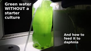 Green Water WITHOUT a Starter Culture  From Scratch  How To [upl. by Assirek]