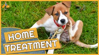 Dog Skin Allergy Home Remedies  Cure their Itch [upl. by Herwick]