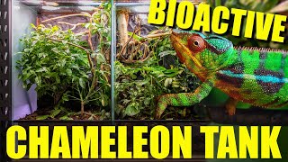 How to setup a BIOACTIVE CHAMELEON ENCLOSURE [upl. by Eural]