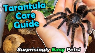 How to Care for Tarantulas [upl. by Hamrnand753]