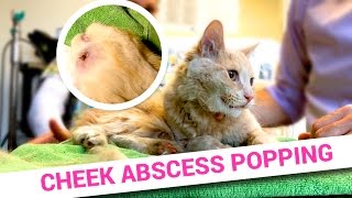 Gross Abscess Popping on Cat Face [upl. by O'Meara]