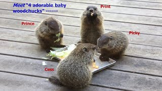 Meet Adorable Baby Woodchucks [upl. by Ailatan]