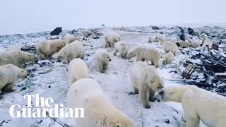 Polar bears invade Russian islands [upl. by Xyla]