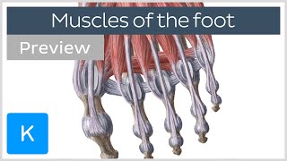 Muscles of the foot preview Human Anatomy  Kenhub [upl. by Suiramed527]