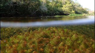 Footage from the Rio Sucuri  a karst stream habitat in Mato Grosso do Sul Brazil [upl. by Notled829]