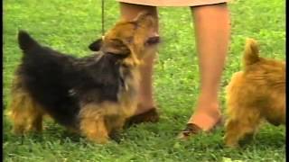 Norwich Terrier  AKC Dog Breed Series [upl. by Ennairrac]