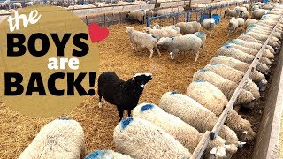 How We Breed Our Sheep InSeason NATURALLY Vlog 177 [upl. by Sapienza]