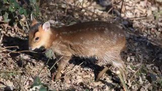 Muntjac deer baby [upl. by Dieterich]