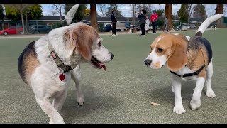 Oliver meets 30 other beagles 4K [upl. by Eelorac]