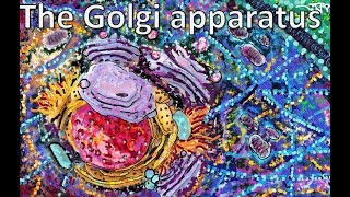 The Golgi apparatus From structure to function [upl. by Giuditta533]