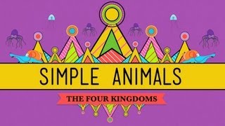 Simple Animals Sponges Jellies amp Octopuses  Crash Course Biology 22 [upl. by Assirralc]