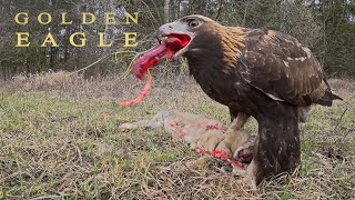 Birds of prey  GOLDEN EAGLE eating its prey [upl. by Ahsiyk]