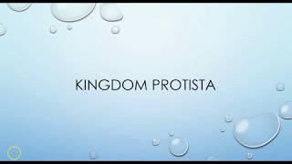 What is a Protist Protists 13 [upl. by Siddon]