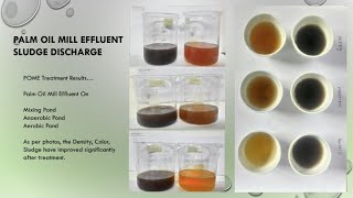 Palm Oil Mill Effluent POME discharge pollution treatment [upl. by Ahsirtal563]