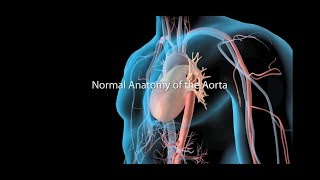 Coronary circulation of the heart [upl. by Si673]