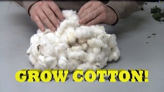 Growing Cotton In Containers [upl. by Alletneuq]