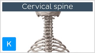 Cervical spine  Anatomy Diagram amp Definition  Human Anatomy  Kenhub [upl. by Arrik]