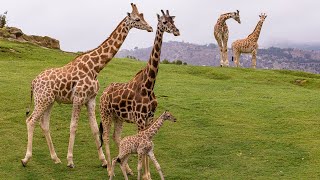 Welcome to the San Diego Zoo Safari Park [upl. by Ketchum]