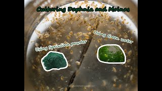 How To Culture Daphnia and Moinas using Green Water Spirulina powder [upl. by Anahsar]