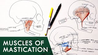 Muscles of Mastication  Anatomy Tutorial [upl. by Janice]