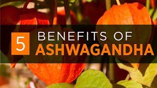 Ashwagandha Benefits Dosage amp Side Effects 2020 [upl. by Bartolome222]