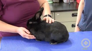 Exam Tips for Handling Rabbits [upl. by Bloem112]