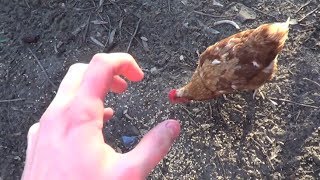 How To Fight a Chicken [upl. by Alexi801]