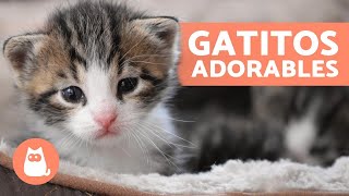 Vídeos de GATITOS BEBÉS 😻 ¡Gatos Tiernos y Graciosos [upl. by Casimire469]