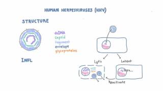 Introduction to Human Herpesviruses HHV [upl. by Eide313]