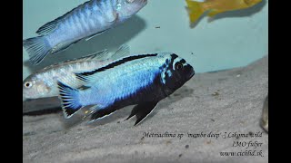 Metriaclima sp membe deep Likoma young [upl. by Ahtnahc530]