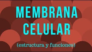 MEMBRANA CELULAR estructura y funciones [upl. by Hazel592]