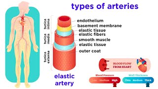 The Circulatory System Part 2 Blood Vessels [upl. by Aicitan944]