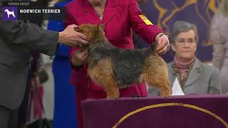 Norwich Terriers  Breed Judging 2020 [upl. by Iduj]