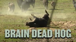 Airgun Hog Hunting  Hog Wild 2016 Part 1 [upl. by Eseeryt]