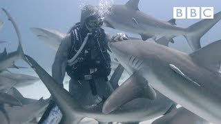 The woman who swims with sharks  BBC [upl. by Nomzed]