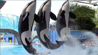 Orca Encounter Full Show  SeaWorld Orlando  April 8 2021 [upl. by Helyn]