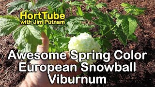 European Snowball Viburnum Puts On A Big Show  Common Snowballs [upl. by Adnauqaj]