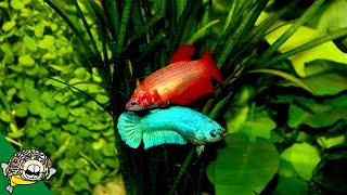 Betta Fish Room Tour  Betta Fish Tanks  Aquarium CoOp [upl. by Imaon]