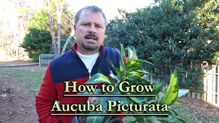 How to grow Aucuba Picturata Evergreen Variegated Shade Shrub [upl. by Aitnohs720]